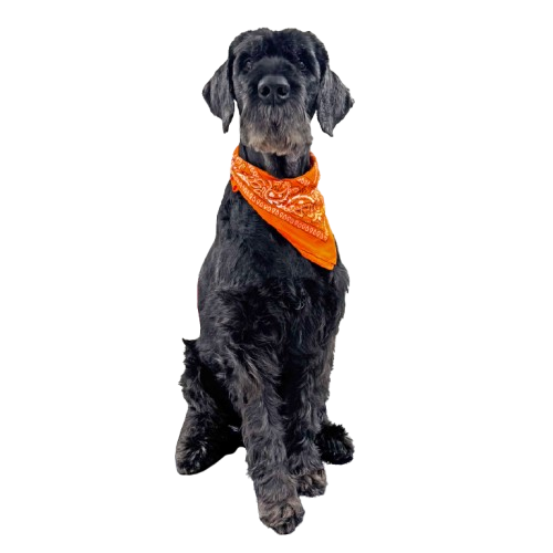 ascotte Schnauzer Dog'Factory portant un foulard orange – Toilettage canin à Vaux-le-Pénil